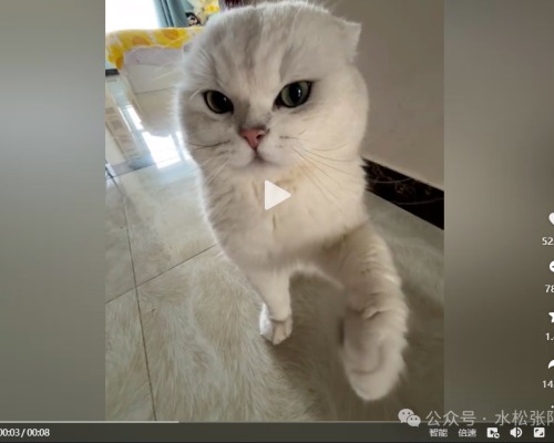 北京妹在抖音让猫装皇帝 装出296万粉丝