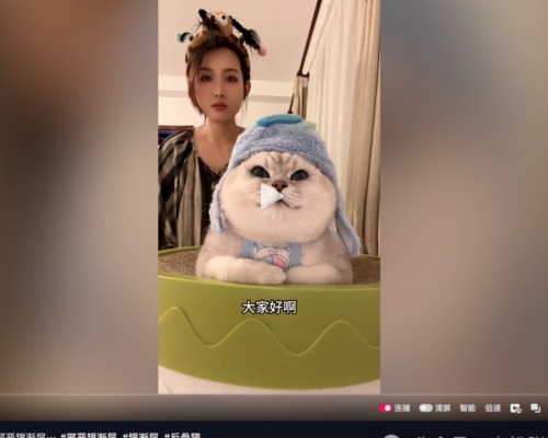 北京妹在抖音让猫装皇帝 装出296万粉丝